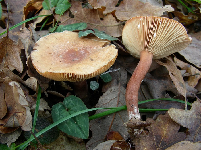 897 Dicembre vecchio ritrovamento